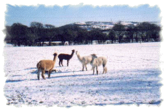 Alpaca In Snow