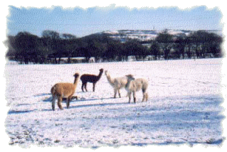 Winter scene - alpacas in the snow at Church Farm House - February 2004