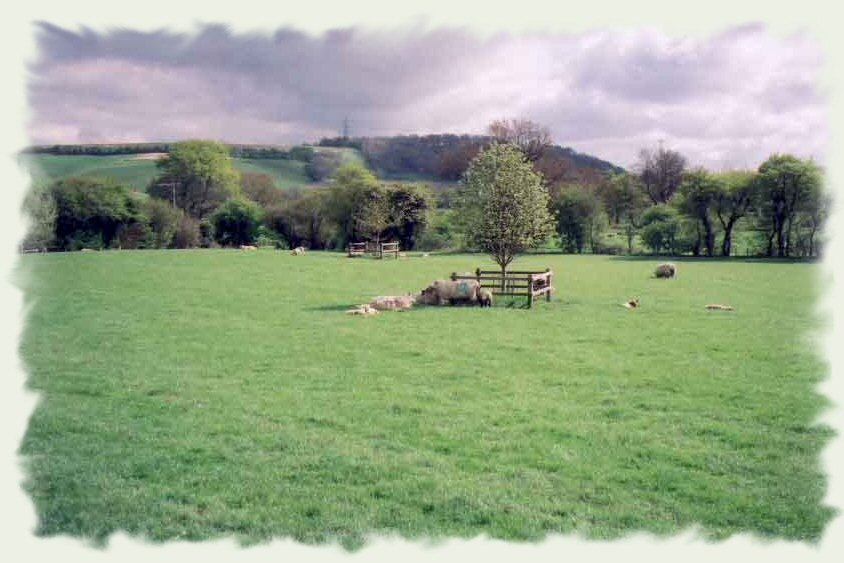 Sheep field next to Chalet