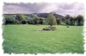 Sheep field next to Chalet