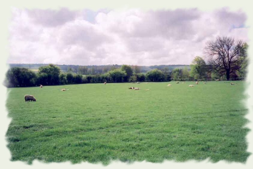 Sheep field next to Chalet