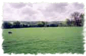 Sheep field next to Chalet