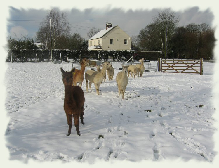 Alpacas in the snow