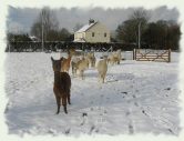 Alpacas in the snow