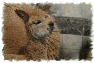 Our first born boy - Cusco with his mother