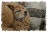 Alpacas at Church Farm House