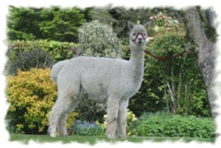 Wessex Islanar - our 2003 Senior Female Champion at the South of England Show