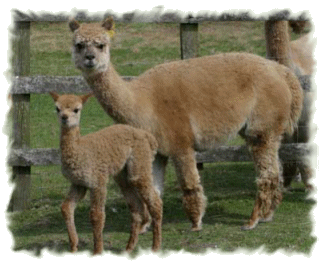 Cusco as a baby