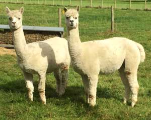 Alpacas at The Garden Chalet